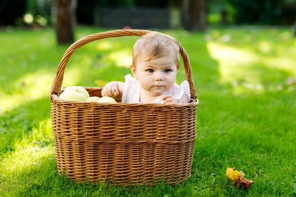 Menina bonito sentado em cesta cheia de maçãs maduras em uma fazenda no início do outono. Pequena menina brincando no pomar da macieira. As crianças colhem fruta num cesto. Nutrição saudável — Fotografia de Stock