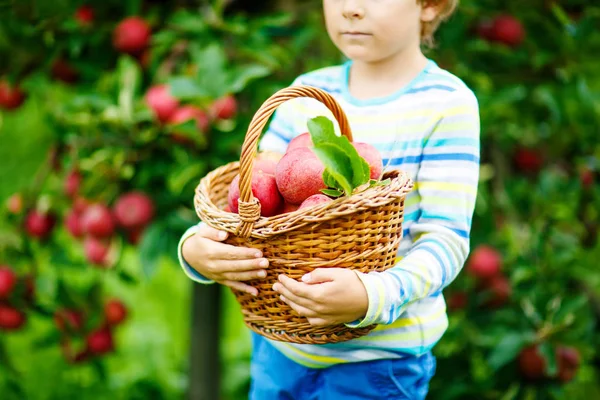 Close-up of basket holding by kid boy picking and eating red apples on organic farm, autumn outdoors. Funny little preschool child having fun with helping and harvesting. — Stock Photo, Image