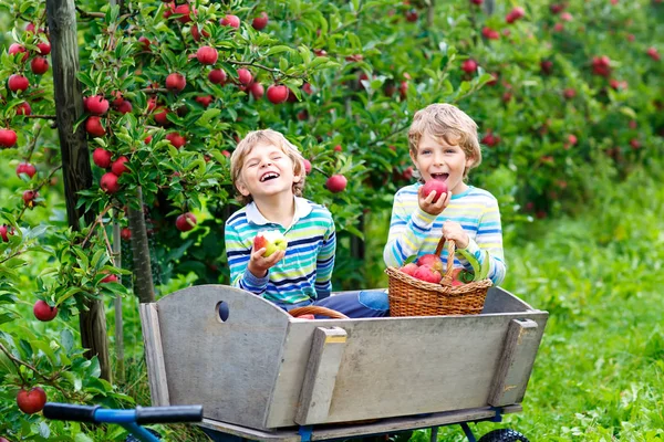 Dois adoráveis meninos pequenos felizes colhendo e comendo maçãs vermelhas na fazenda orgânica, outono ao ar livre. Engraçado crianças pré-escolares, irmãos, gêmeos e melhores amigos se divertindo com a ajuda de colheita — Fotografia de Stock