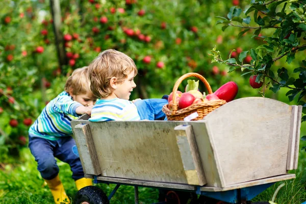 Dva roztomilí, šťastní chlapci, kteří sbírají a jedí červená jablka na ekologické farmě, na podzim venku. Vtipné malé školky děti, sourozenci, dvojčata a nejlepší přátelé baví s pomocí sklizně — Stock fotografie