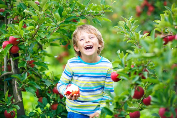 Aktiv glad blond pojke plocka och äta röda äpplen på ekologisk gård, höst utomhus — Stockfoto