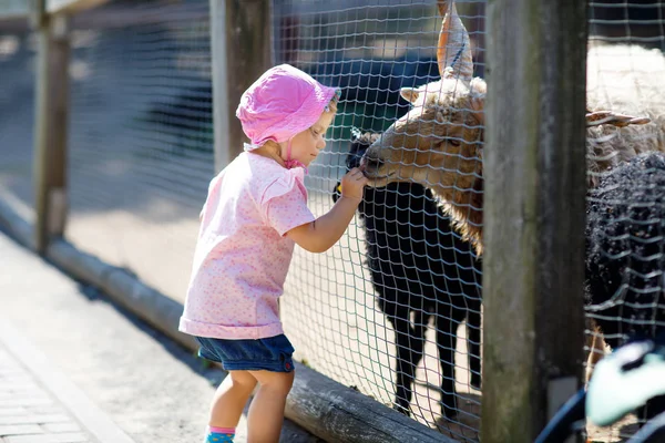 Schattig leuk peuter meisje voederen van kleine geiten en schapen op de boerderij van de kinderen. Mooie baby kind kinderboerderij dieren in de dierentuin. — Stockfoto