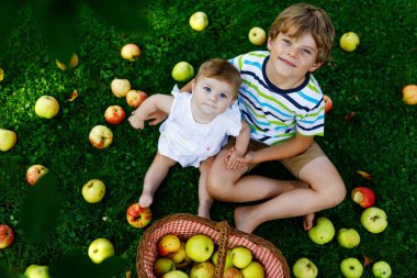 Elma toplama bir çiftlikte erken sonbaharda iki çocuk. Küçük kız bebek ve çocuk elma ağacı meyve bahçesinde oynarken. Çocuklar bir sepet meyve almak.