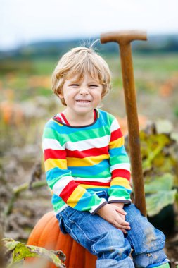 Cadılar Bayramı balkabağı tarlasında balkabağı toplayan sevimli küçük çocuk..