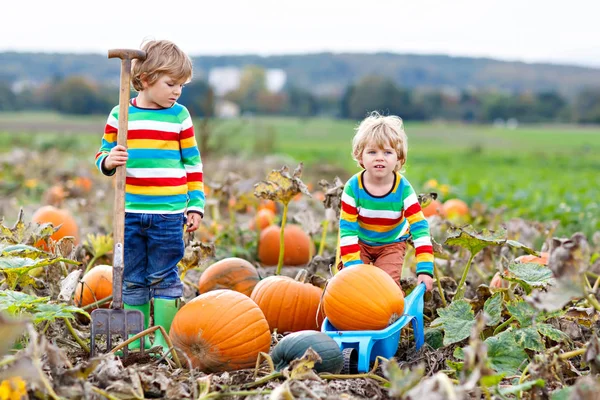 Two little kids boys picking pumpkins on Halloween or Thanksgiving pumpkin patch — Stock Photo, Image
