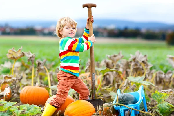 Adorable little kid boy picking pumpkins on Halloween pumpkin patch. — Stock Photo, Image