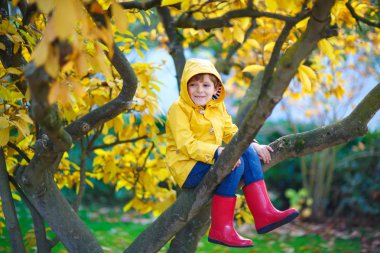 Küçük şirin çocuk sonbahar günü ağaca tırmanmaktan zevk alıyor. Renkli sonbahar kıyafetleri içinde anaokulu çocuğu tırmanmayı öğreniyor, bahçede eğleniyor ya da güneşli bir günde park ediyor..