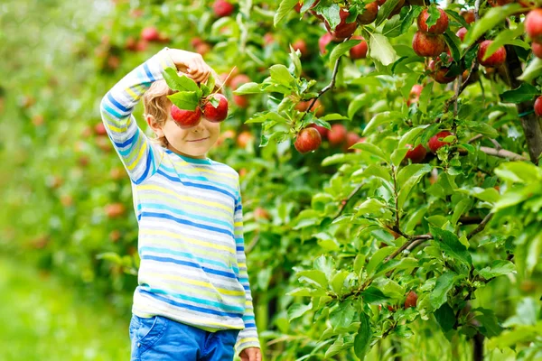 Активный счастливый мальчик собирает и ест красные яблоки на органической ферме, осенью на свежем воздухе — стоковое фото