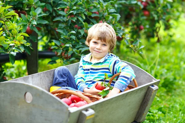 Enfant blond heureux actif ramassant et mangeant des pommes rouges à la ferme biologique, automne à l'extérieur — Photo