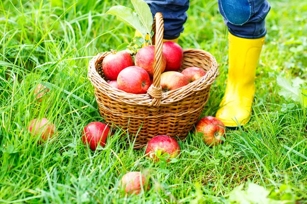 Closeup of basket with red apples and rubber boots on little child — Stock Photo, Image