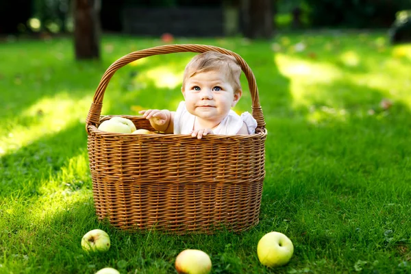 Cute baby girl sitting in basket full with ripe apples on a farm in early autumn. Little baby girl playing in apple tree orchard. Kids pick fruit in a basket. Healthy nutrition — Stock Photo, Image