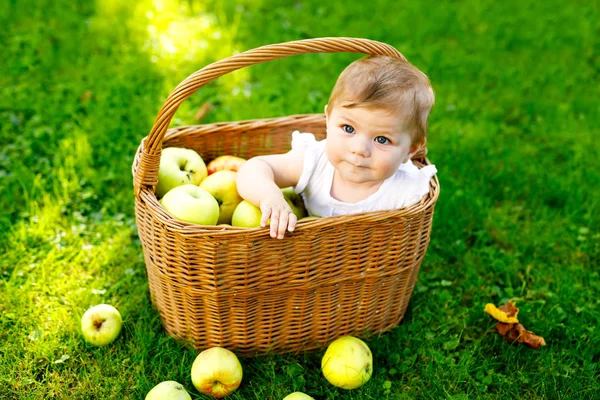 初秋的时候，一个漂亮的女婴坐在装满成熟苹果的篮子里，坐在农场里。小女孩在苹果园里玩耍。孩子们在篮子里摘水果.健康营养 — 图库照片