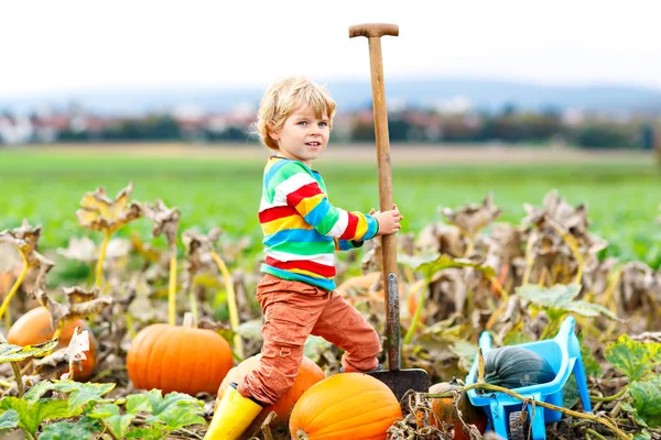 Adorable niño recogiendo calabazas en el parche de calabaza de Halloween. Niño jugando en el campo de squash. Los niños recogen verduras maduras en una granja en la temporada navideña de Acción de Gracias. Familia divirtiéndose en otoño — Foto de Stock