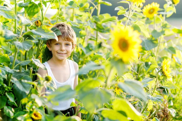 Adorabile ragazzino biondo sul campo estivo di girasole all'aperto. Bambino in età prescolare carino divertirsi nella calda serata estiva al tramonto. Bambini e natura.. — Foto Stock