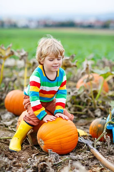 Adorable little kid boy picking pumpkins on Halloween pumpkin patch. Child playing in field of squash. Kid pick ripe vegetables on a farm in Thanksgiving holiday season. Family having fun in autumn — Stock Photo, Image
