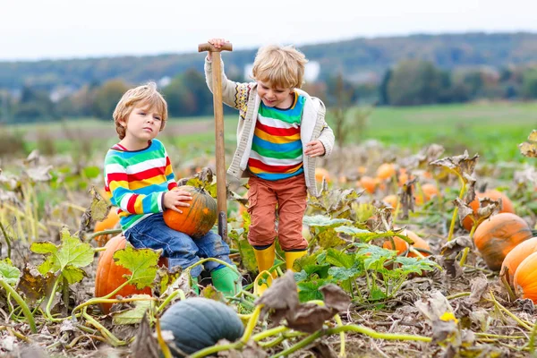 Doi băieți mici culeg dovleci pe plasture de dovleac de Halloween. Copiii se joacă pe terenul de squash. Copiii culeg legume coapte la o fermă în sezonul de vacanță de Ziua Recunoștinței. Familia se distrează toamna — Fotografie, imagine de stoc