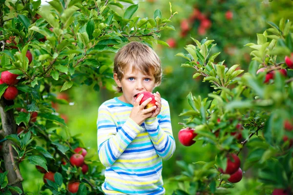 Aktif mutlu sarışın çocuk organik çiftlikte kırmızı elma toplayıp yiyor, sonbaharda açık havada.