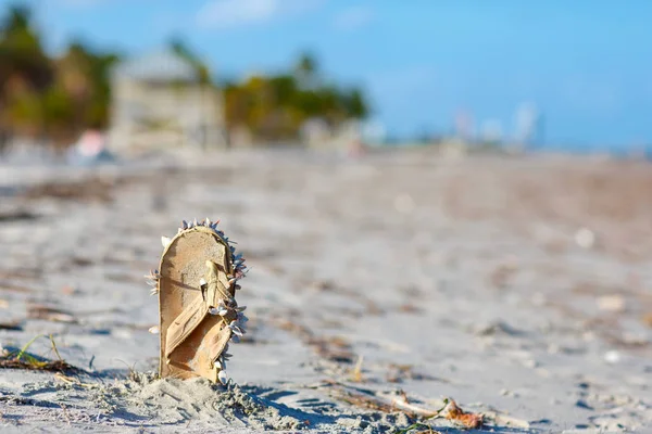 Beautiful Crandon Park Beach located in Key Biscayne in Miami, Florida, USA. Palms, white sand and security house — Stock Photo, Image