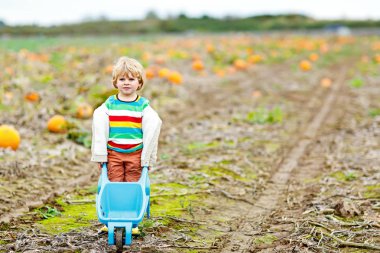 Cadılar Bayramı balkabağı tarlasında balkabağı toplayan sevimli küçük çocuk. Çocuk squash sahasında oynuyor. Çocuk Şükran Günü tatilinde çiftlikte olgun sebze topluyor. Aile sonbaharda eğleniyor.