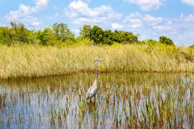 Florida wetland, Airboat ride at Everglades National Park in USA. Popular place for tourists, wild nature and animals clipart