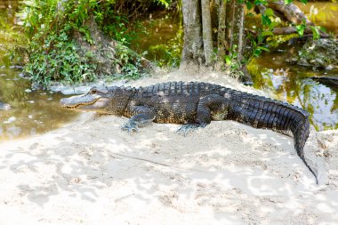 Florida sulak Amerikan timsah. Everglades Ulusal Parkı içinde Usa.