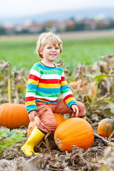 Привабливий маленький хлопчик збирає гарбузи на клаптику Хелловін. Дитина грає в полі сквошу. Хлопчик збирає стиглі овочі на фермі в День Подяки. Веселитися восени. — стокове фото