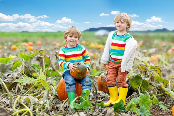 Dois garotinhos pegando abóboras no patch de abóbora do Dia das Bruxas. Crianças brincando no campo de squash. As crianças pegam vegetais maduros em uma fazenda na temporada de feriado de Ação de Graças. Família se divertindo no outono — Fotografia de Stock