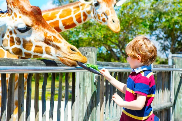 Little kid boy watching and feeding giraffe in zoo. Happy child having fun with animals safari park on warm summer day — Stock Photo, Image