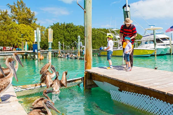 Pai jovem e dois meninos pequenos que alimentam peixes e pelicanos marrons grandes no porto de Islamorada, Florida Keys. Homem e seus filhos, crianças pré-escolares se divertindo com animais de observação — Fotografia de Stock