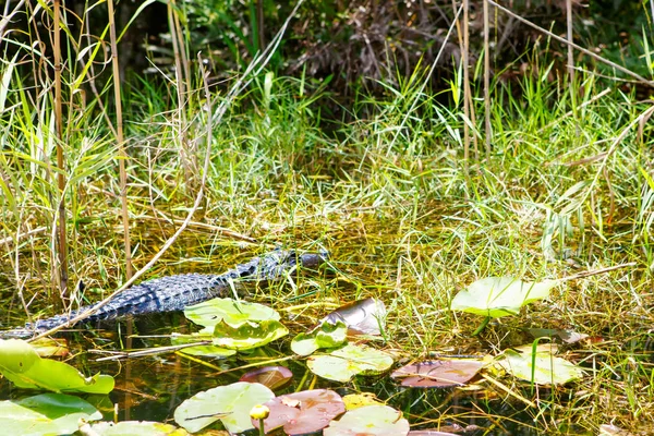 Amerikai aligátor Florida mocsári. Everglades Nemzeti Park, Amerikai Egyesült Államok. — Stock Fotó