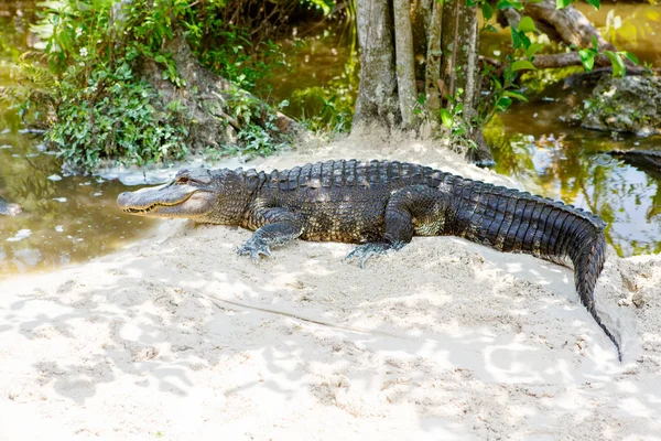 Amerikai aligátor Florida mocsári. Everglades Nemzeti Park, Amerikai Egyesült Államok. — Stock Fotó