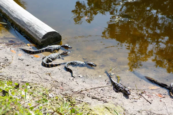 American baby alligators in Florida Wetland. Everglades National Park in USA. Little gators. — Stock Photo, Image
