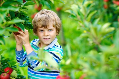 Açık havada, organik çiftlikte kırmızı elma toplayıp yiyen mutlu sarışın çocuk. Küçük komik anaokulu çocuğu yardım ve hasatla eğleniyor..