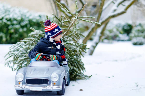 Grappig klein lachend jongetje in een speelgoedauto met een kerstboom. Gelukkig kind in de winter mode kleding brengen gehakte kerstboom uit besneeuwd bos. Familie, traditie, vakantie. — Stockfoto