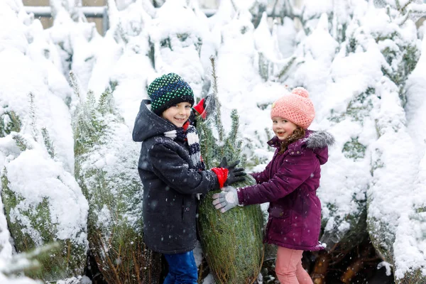 Zwei kleine Geschwister Kind Junge und Mädchen mit Weihnachtsbaum. Glückliche Kinder in Winterkleidung suchen und kaufen Weihnachtsbäume im Outdoor-Shop. Familie, Tradition, Festkonzept. — Stockfoto