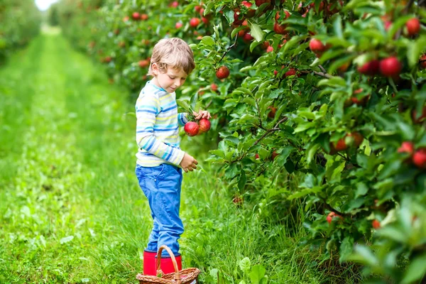 Aktiv glad blond pojke plocka och äta röda äpplen på ekologisk gård, höst utomhus. Roligt litet förskolebarn som har roligt med att hjälpa och skörda. — Stockfoto