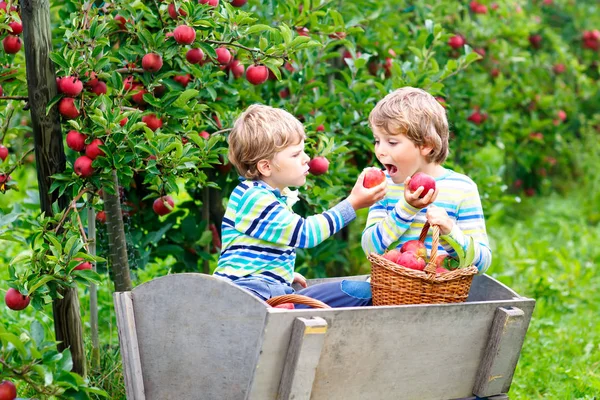 Due adorabili bambini felici ragazzi che raccolgono e mangiano mele rosse nella fattoria biologica, autunno all'aperto. Divertenti bambini in età prescolare, fratelli, gemelli e migliori amici che si divertono con aiutare la raccolta — Foto Stock