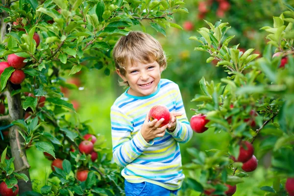 Aktív, boldog, szőke fiú, aki vörös almát szed és eszik a biogazdaságban, ősszel a szabadban. Vicces kis óvodás gyerek szórakozás segítő és betakarítás. — Stock Fotó