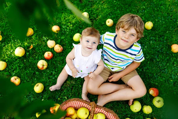 Due bambini che raccolgono mele in una fattoria all'inizio dell'autunno. Bambina e bambino che giocano nel meleto. I bambini raccolgono la frutta in un cesto . — Foto Stock