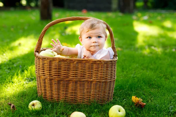 Cute baby girl sitting in basket full with ripe apples on a farm in early autumn. Little baby girl playing in apple tree orchard. Kids pick fruit in a basket. Healthy nutrition — Stock Photo, Image