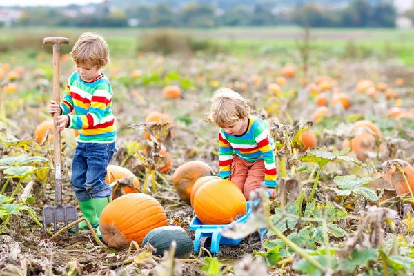 Two little kids boys picking pumpkins on Halloween or Thanksgiving pumpkin patch — Stock Photo, Image