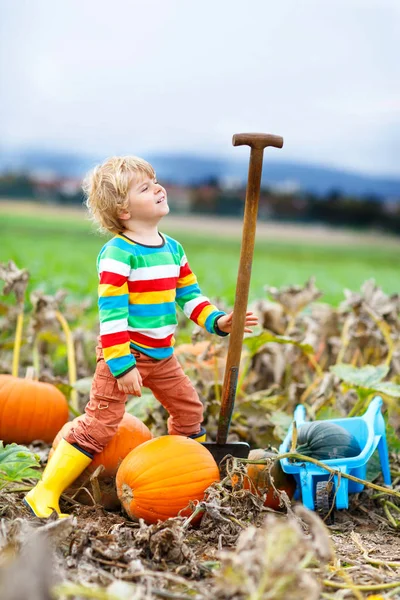 Adorable little kid boy picking pumpkins on Halloween pumpkin patch. — Stock Photo, Image