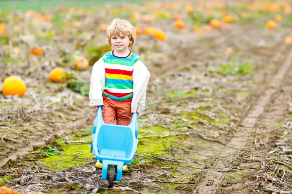 Adorable little kid boy picking pumpkins on Halloween pumpkin patch. — Stock Photo, Image