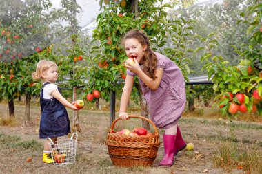 İki kardeş kız kardeş, küçük bebek ve organik meyve bahçesinde kırmızı elmalı çocuk. Mutlu kardeşler, çocuklar, ağaçlardan meyve toplayan güzel kardeşler, eğleniyorlar. Aile, hasat mevsimi