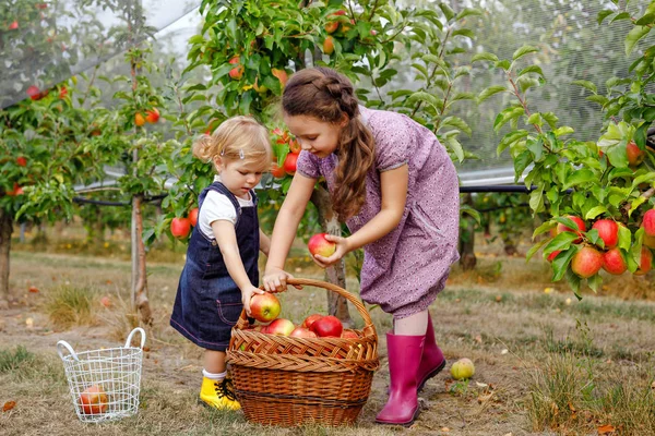描绘了两个兄弟姐妹的女孩，一个是蹒跚学步的小女孩，另一个是在有机果园里拿着红苹果的孩子。快乐的兄弟姐妹，孩子们，美丽的姐妹从树上采摘成熟的果实，玩得很开心。家庭，收获季节 — 图库照片