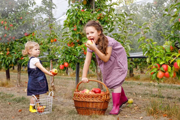 Portret dwójki rodzeństwa, małego malucha i dzieciaka z czerwonymi jabłkami w organicznym sadzie. Szczęśliwe rodzeństwo, dzieci, piękne siostry zbierające dojrzałe owoce z drzew, bawiące się. Rodzina, okres zbiorów — Zdjęcie stockowe
