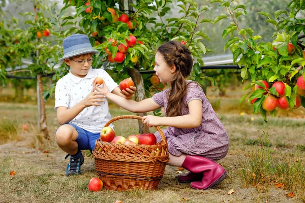 Porträtt av liten flicka och pojke med röda äpplen i ekologisk fruktträdgård. Lyckliga syskon, barn, bror och syster plocka mogna frukter från träd och ha kul. Skördesäsong för familjen. — Stockfoto