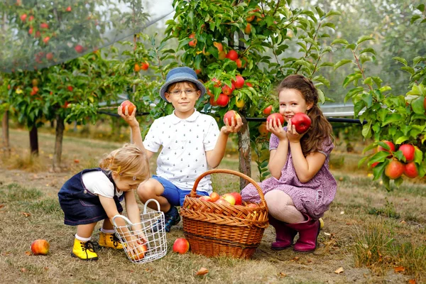 Portret van twee kleine meisjes en jongen jongen met de rode appels in de biologische boomgaard. Gelukkig broers en zussen, kinderen, broer en zusters plukken van rijpe vruchten van bomen en plezier. Familie van drie. — Stockfoto
