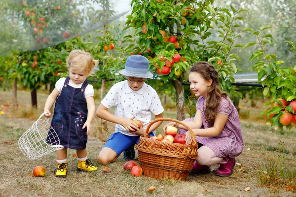 Portrait de deux petites filles et petit garçon aux pommes rouges dans un verger bio. Heureux frères et sœurs, enfants, frères et sœurs cueillant des fruits mûrs dans les arbres et s'amusant. Famille de trois personnes . — Photo