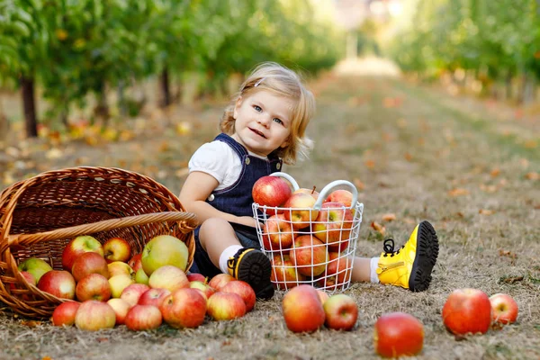 Porträtt av en liten flicka med röda äpplen i ekologisk fruktträdgård. Bedårande glad glad frisk baby barn plocka färska mogna frukter från träd och ha kul. Skördesäsong. — Stockfoto